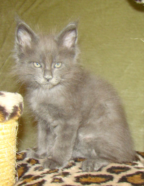 ���� ��� ������� ��������� Catsvill County!  ���� ����! ������ ������ ���� ���! ���� ��� ������ ������ � ����� ����!!! �������� ���� ����� Catsvill County +7-926-544-74-09  ���� ��� �������� ������. ���� ��� ������, ���� ��� �������, ���� ��� ������,  ���� ��� ����, ���� ��� ��������, ���� ����,  ������ ������ ���� ���,  ������ ����-����, ����� ������� ������ �����, ����� ����� ������!